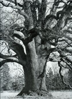 Bäume. Photographien schöner und merkwürdiger Beispiele aus deutschen Landen