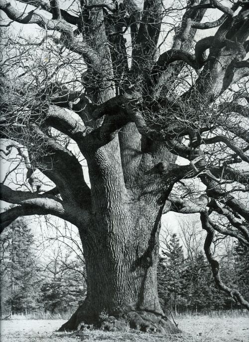 Bäume. Photographien schöner und merkwürdiger Beispiele aus deutschen Landen